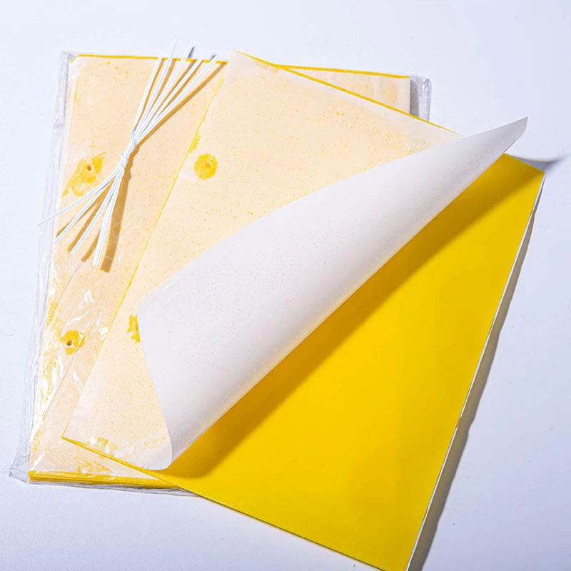 Le piège collant d'insecte est utilisé pour les serres de légumes